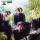 Blind Owls - All Day And Night - lp