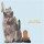 Brian Jonestown Massacre, The - Fire Doesnt Grow On Trees