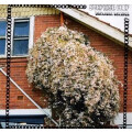 Surprise Chef - Daylight Savings lp