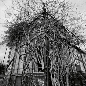 Impure Wilhelmina - Dead Decades - (marbled) col 12"