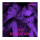 Madonna + Kylie: Love Sensation (clear) col 7"