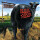 Blink 182 - Dude Ranch - lp