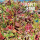 Giant Sand - Valley of rain (25th anniversary edition) - lp