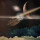 Rise Above Dead - Heavy Gravity - lp