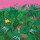 Turnover - Good Nature - col lp