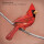 Alexisonfire - Old Crows/Young cardinals