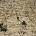 Ben Howard - Noonday Dream col.2xlp