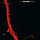 Roy Ayers Ubiquity - Lifeline - lp