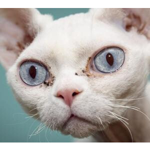 Die Realität - Bubblegum Noir lp